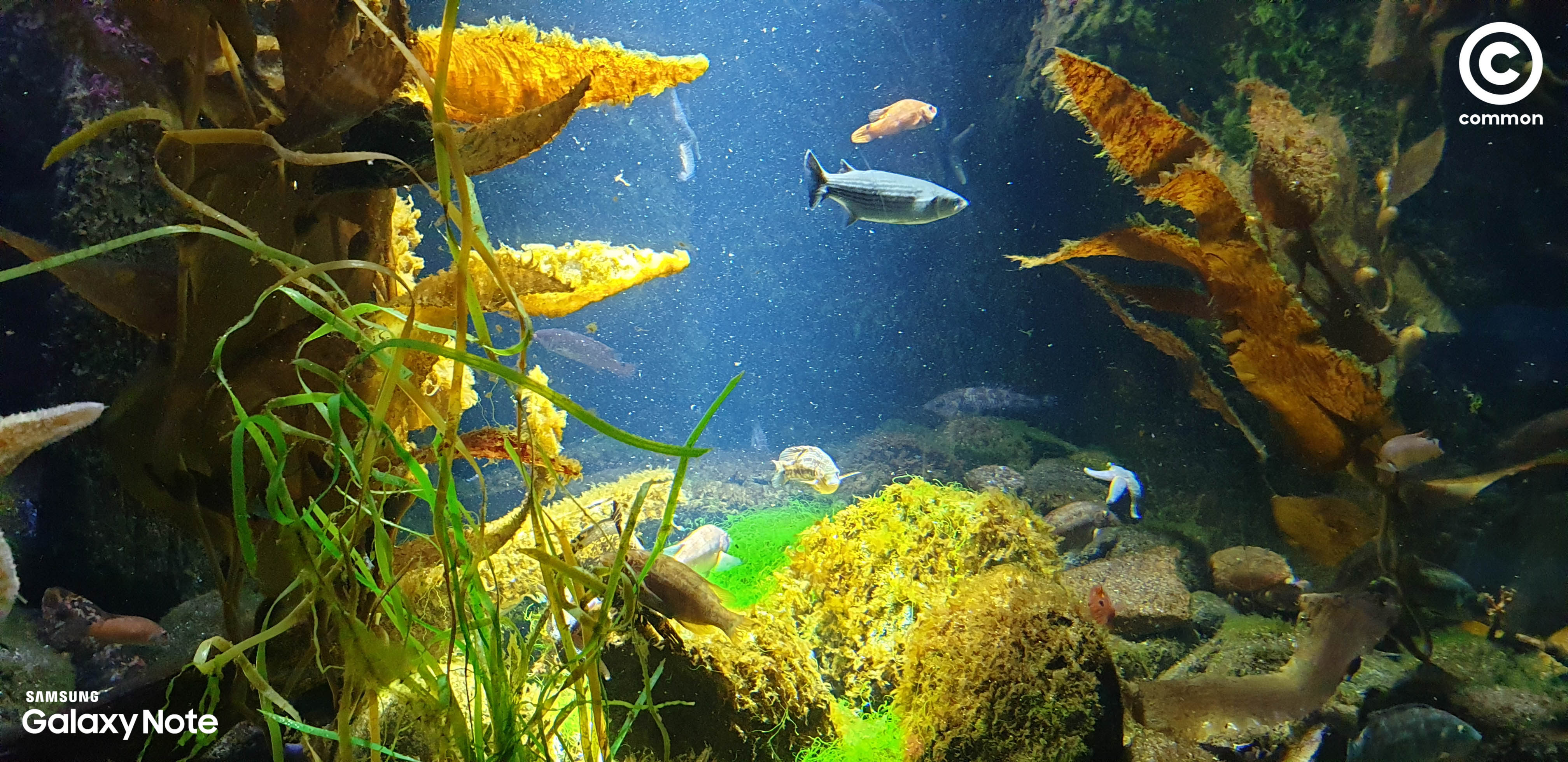 Aquarium Den Blå Planet Denmark