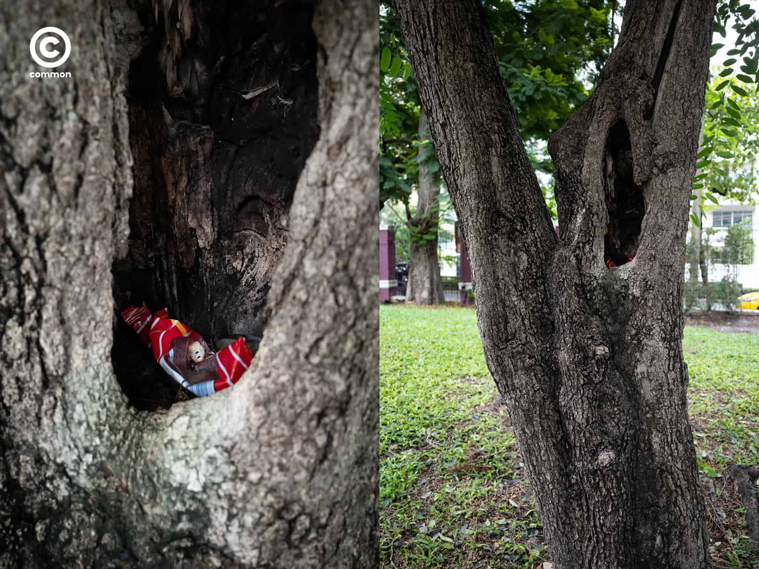 #photo essay #culture #ขยะ #ต้นไม้ #ผิดที่ผิดทาง #ถังขยะ