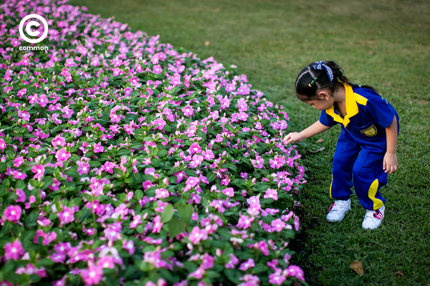 #photoessay #สวนหลวงร9 #ดอกไม้ #CULTURE #พรรณไม้งามอร่ามสวนหลวงร9 #common