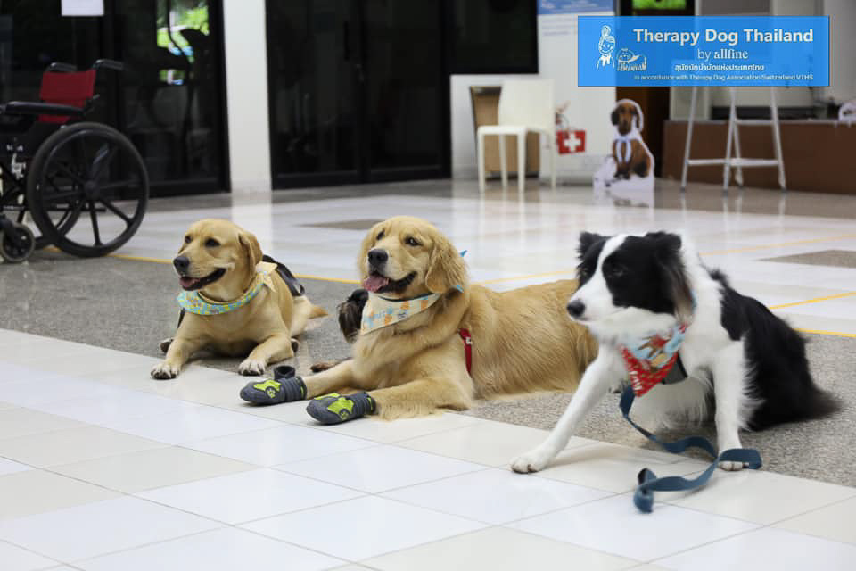 therapy dog