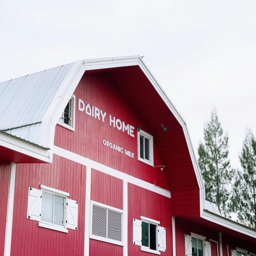 Dairy Home ฟาร์มออร์แกนิกเจ้าแรกของไทย ที่อยากให้คนได้ดื่มนมจากแม่วัว