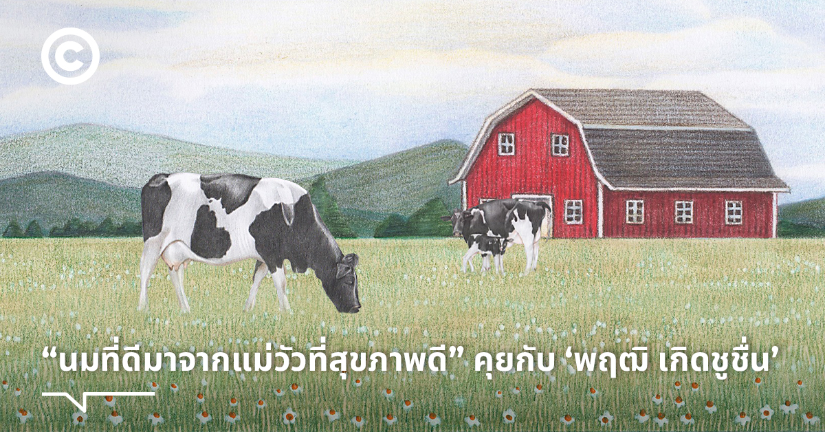 Dairy Home ฟาร์มออร์แกนิกเจ้าแรกของไทย ที่อยากให้คนได้ดื่มนมจากแม่วัว