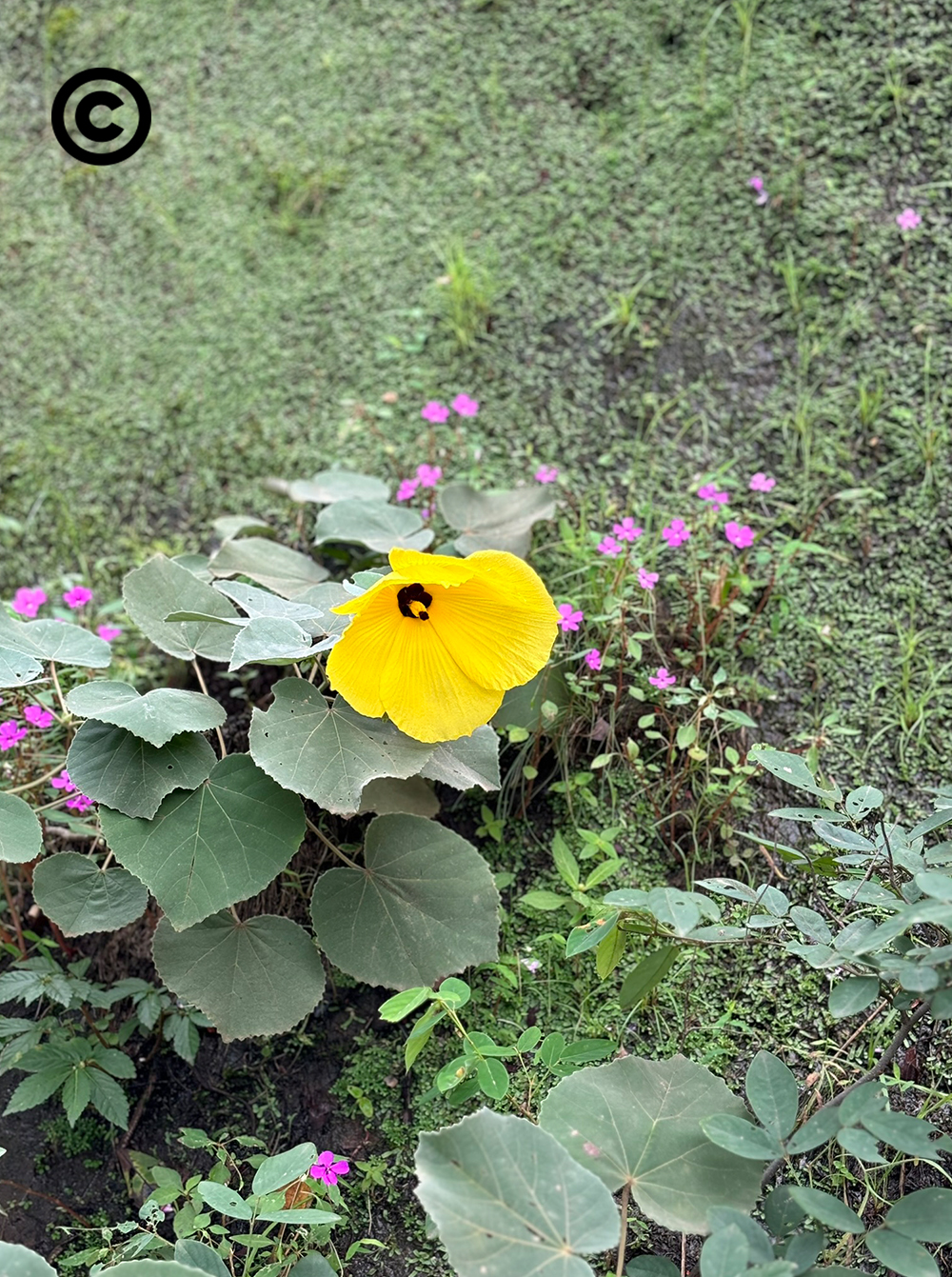 buengkan