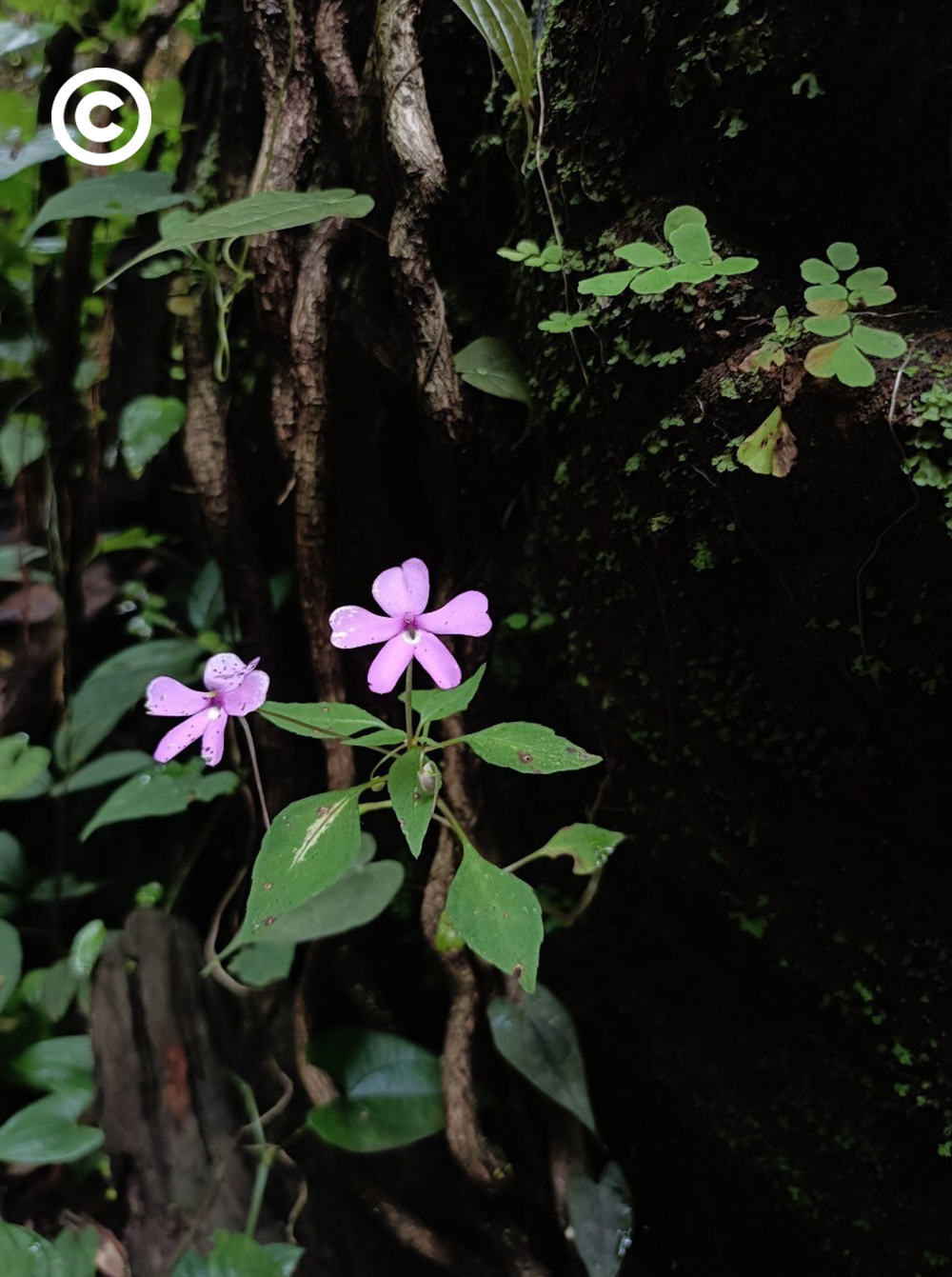 buengkan