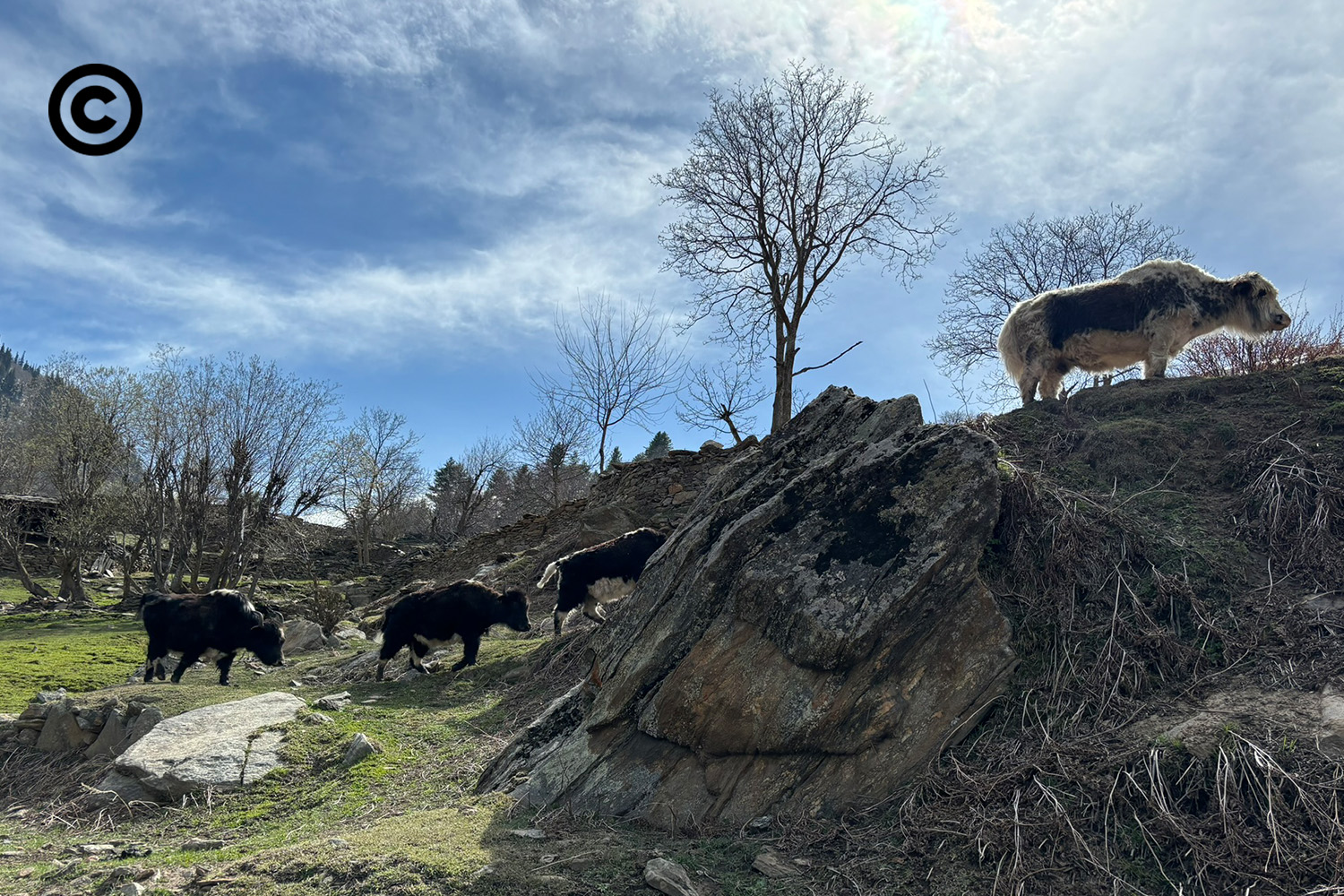 kinnaur