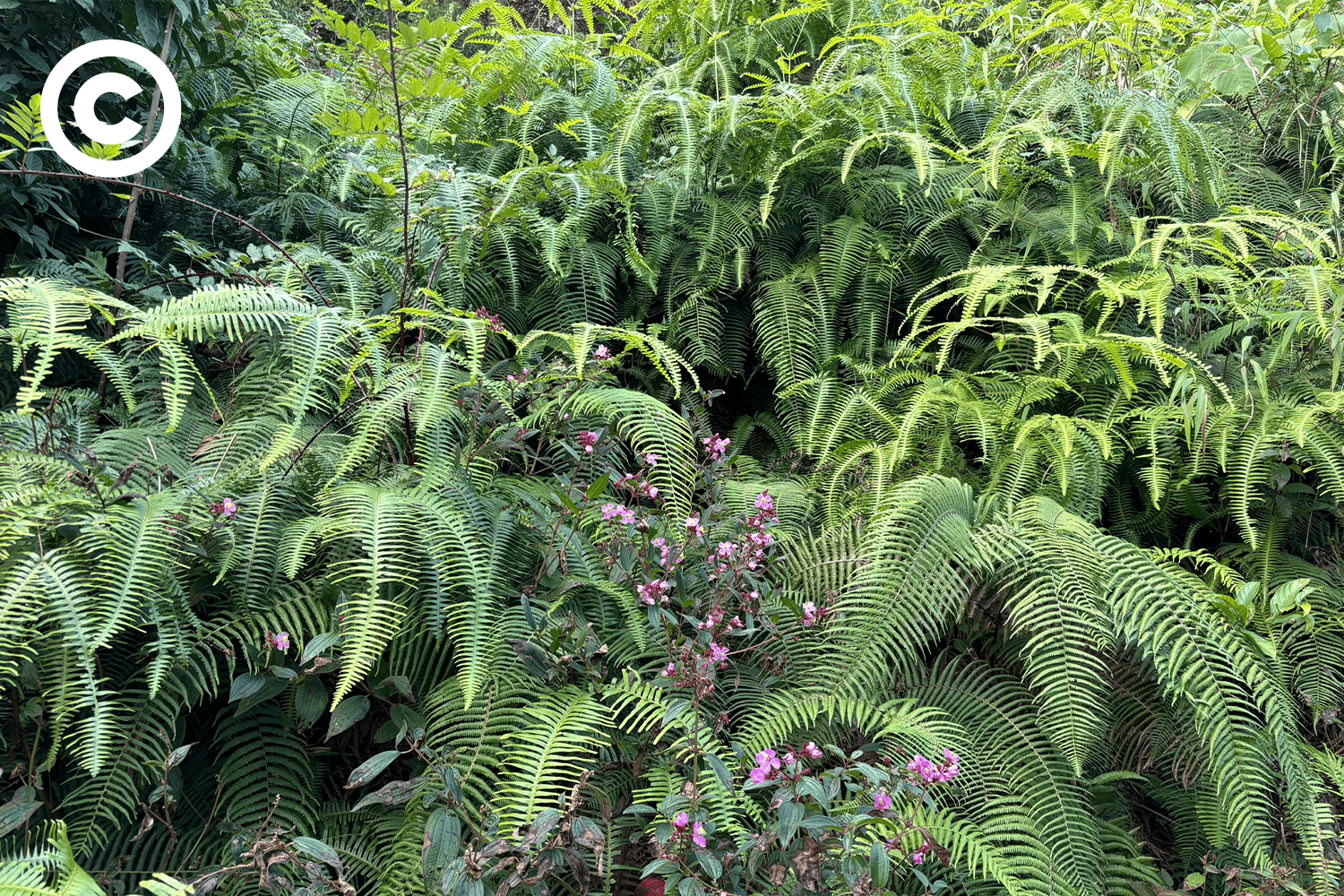 Meghalaya